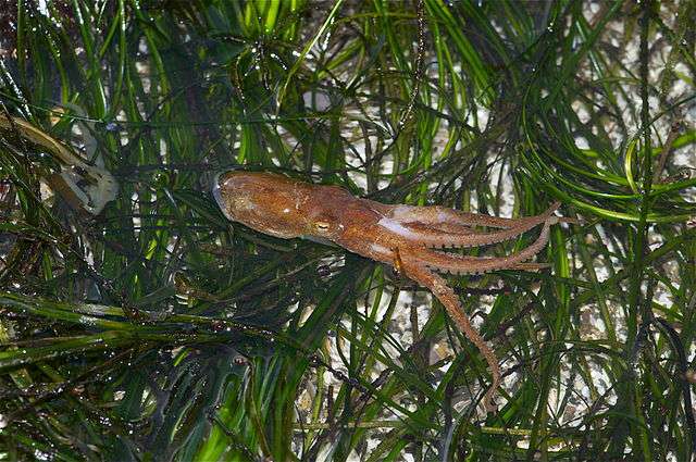 Durant sa courte vie (18 mois), Octopus bimaculoides se nourrit principalement de palourdes, de moules, d'écrevisses, de petits crabes et d'escargots. Sa fin de vie est annoncée par la ponte des femelles et par la sénilité des mâles. © Jerry Kirkhart, Wikimedia Commons, CC by-sa 2.0