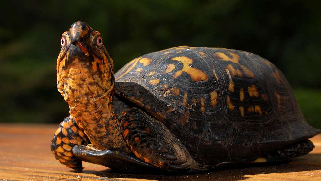 La tortue boîte fait un tabac La tortue boîte fait un tabac