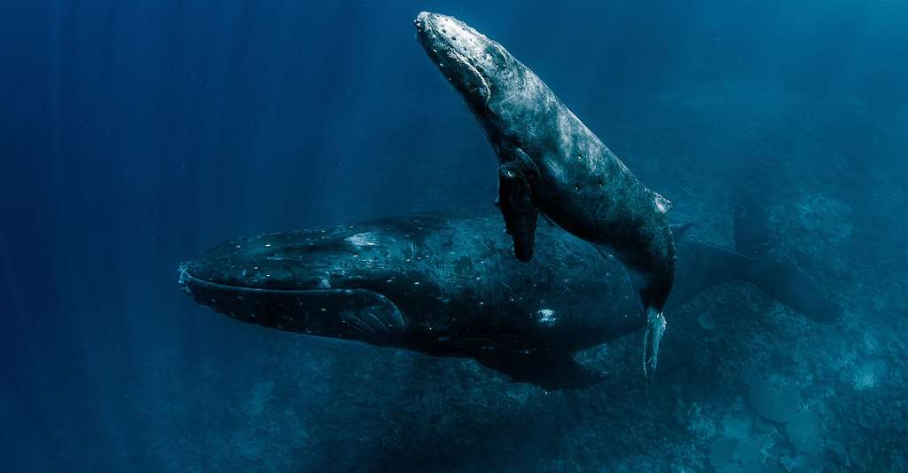 Baleines en plongée. © Tomas Kotouc - Shutterstock