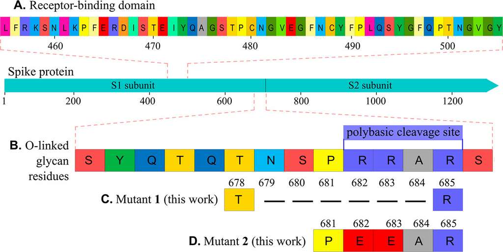 Les trois protéines testées : en A, la protéine S native ; en B, un zoom sur la séquence en acide aminés du site polybasqiue ; en C, le premier mutant de délétion et en D, le mutant de substitution. © Baofu Qiao et al. ACS Nano