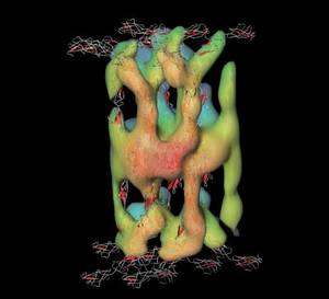 Molécules de cadhérine interagissant entre elles. L’image combine la structure connue de ces protéines (les filaments gris portant des éléments rouges) avec ce qu’en montre la tomographie (zones colorées). Cliquez sur l'image pour agrandir. © Achilleas Frangakis EMBL