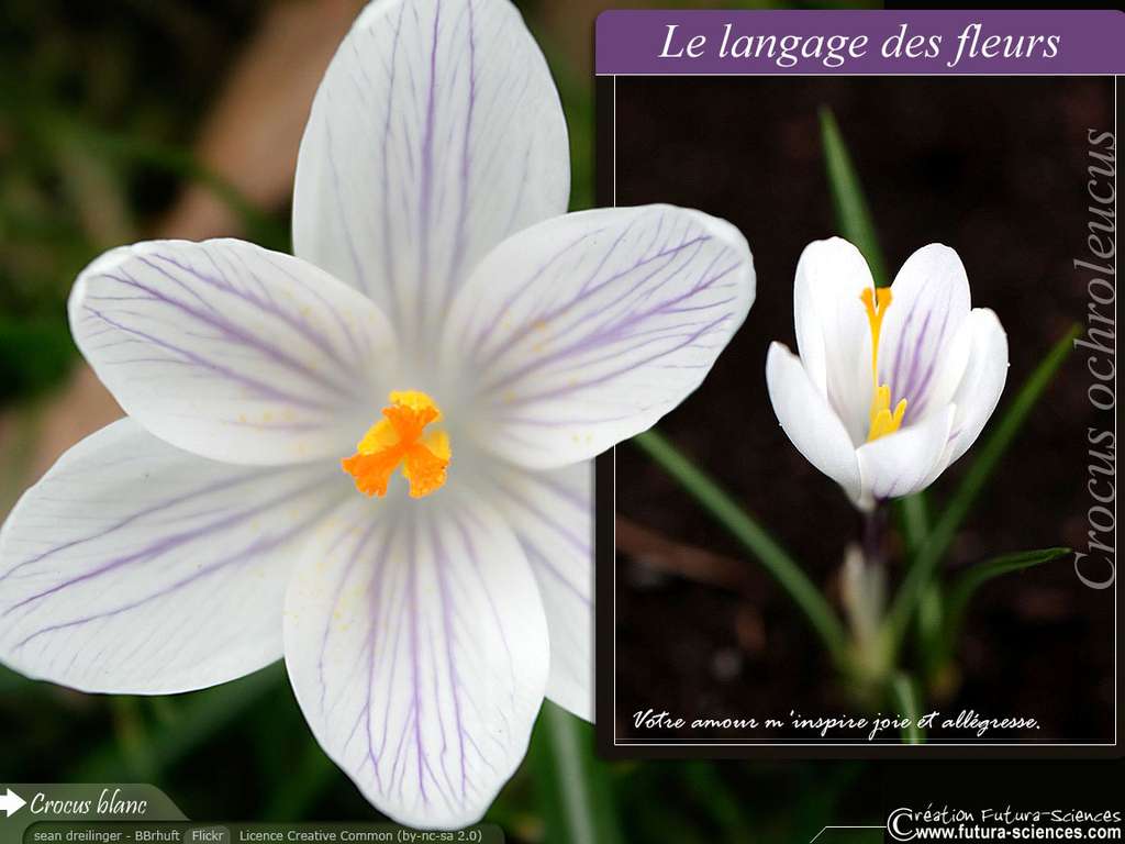 Crocus : votre amour m'inspire.... Crocus : votre amour m'inspire....