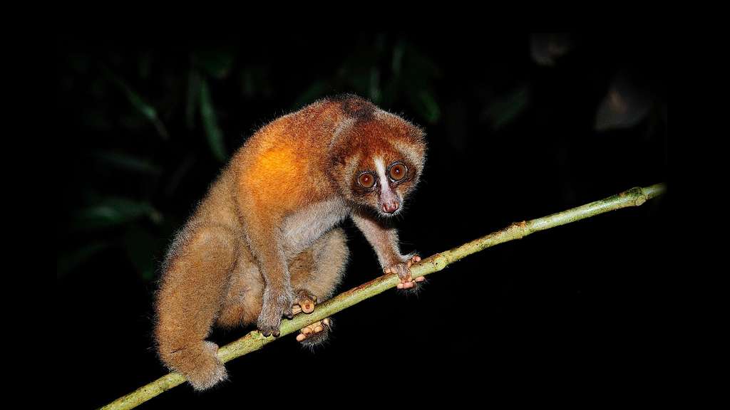 Le nycticèbe, un loris lent et un peu paresseux Le nycticèbe, un loris lent et un peu paresseux