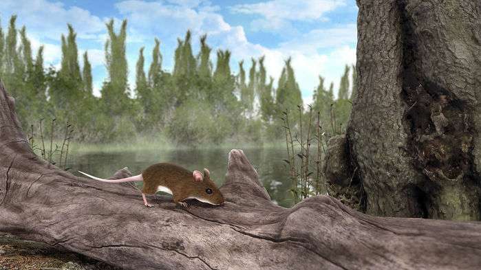 Reconstitution d'artiste de la souris Apodemus atavus qui vivait il y trois millions d'années en Allemagne. Le rongeur d'environ 7 cm de long possédait une fourrure rousse sur la majorité du corps et un petit ventre blanc. © University of Manchester 