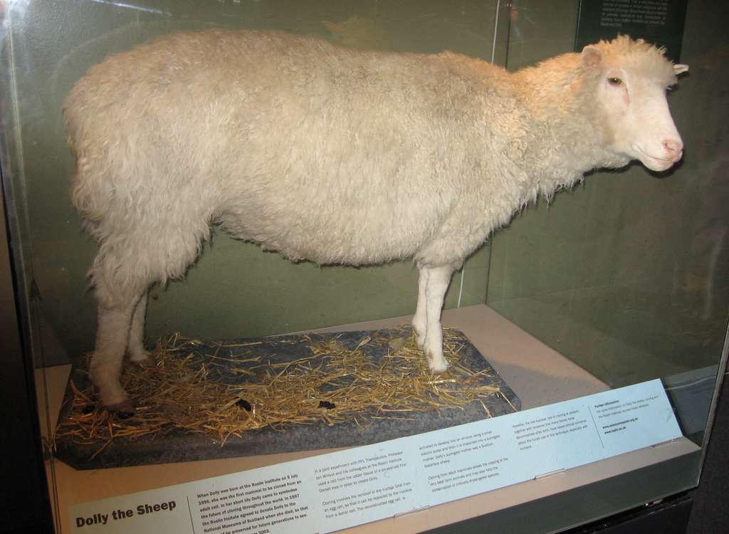 Dolly, née le 5 juillet 1996, est le premier mammifère cloné. Issue de la fusion d’un noyau cellulaire et d’un ovule énucléé, elle est euthanasiée en février 2003 à la suite de problèmes d'arthrite précoce et de difficultés respiratoires. © Wikipedia