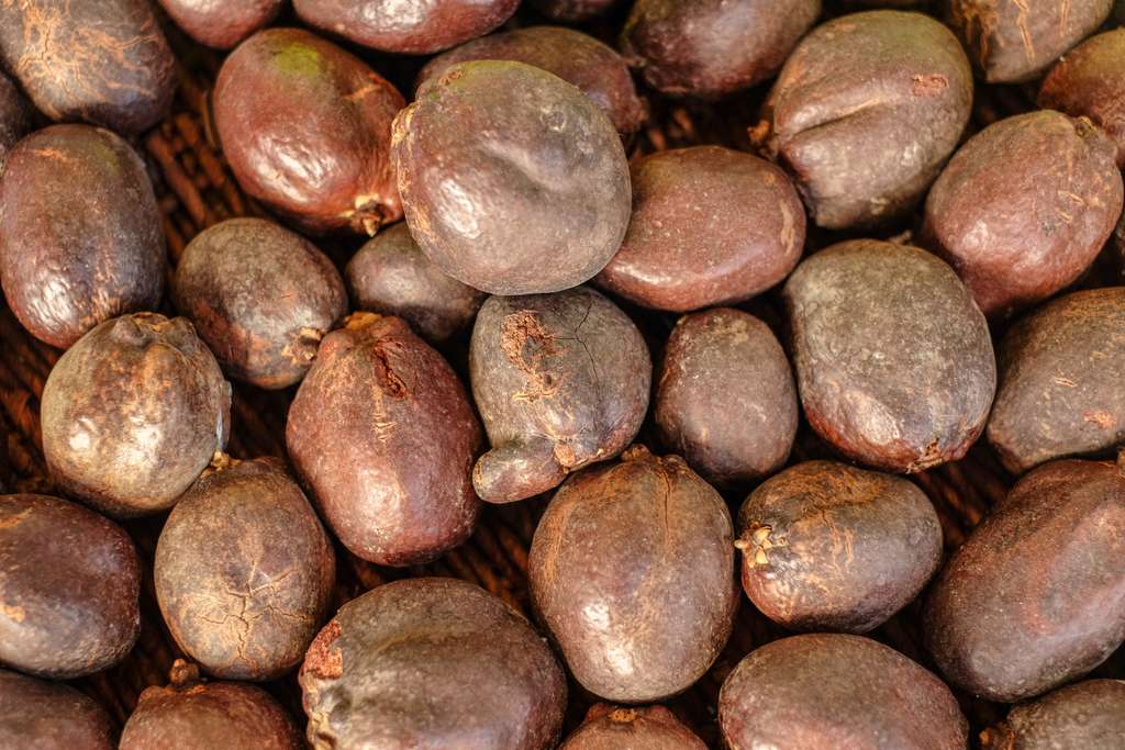 Les fruits de Doum étaient sacrés dans l'Égypte antique. © serdar, Adobe Stock
