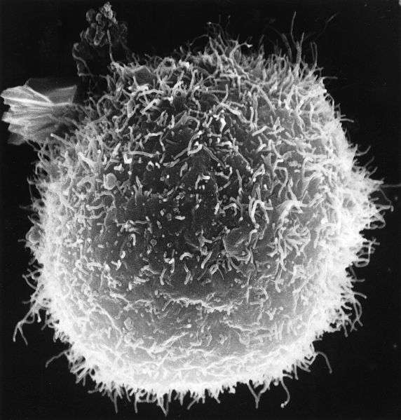 Les macrophages sont des cellules du système immunitaire qui activeraient la formation de tissu adipeux brun capable de brûler les graisses. © Timothy Triche, National Cancer Institute, DP