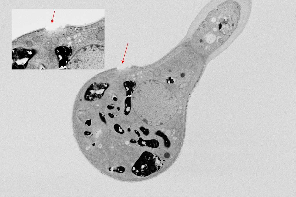 Une cellule glandulaire de trichome observée au microscope. On remarque le trou dans la cellule d’où est extrudée la fibre. © Matthieu Bourdon, Karin Müller