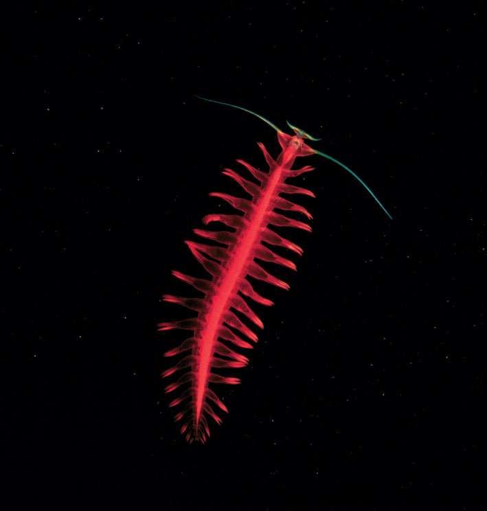 Le ver annélide Tomopteris, une merveille des profondeurs Le ver annélide Tomopteris, une merveille des profondeurs