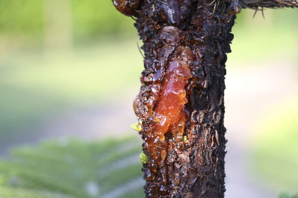 Une blessure au niveau de l’écorce de l’arbre entraîne un exsudat de résine. © Narin, Fotolia