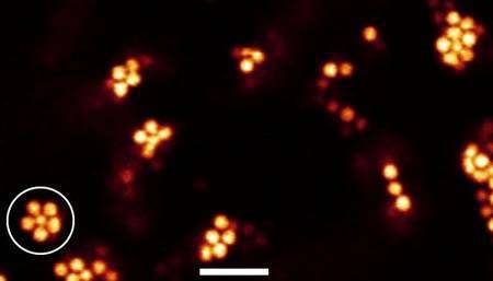 Image au microscope confocal de l'apparition de structures icosaèdriques dans le gel en formation. La barre en blanc donne l'échelle, 10 micromètres. Crédit : Paddy Royall