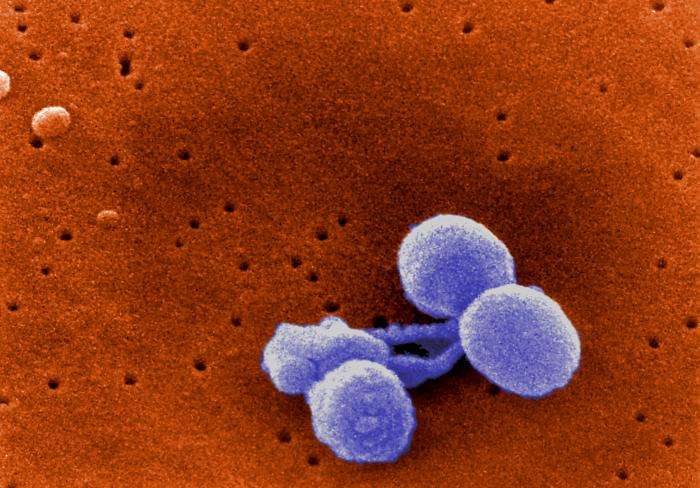 Streptococcus pneumoniae est la bactérie à l'origine de la pneumonie, une maladie surtout mortelle pour les individus fragiles, comme le sont les bébés. © Janice Carr, CDC, DP