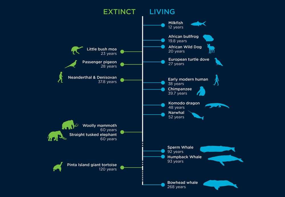La baleine boréale détient le record du monde de longévité animale parmi les vertébrés, avec 268 ans de durée de vie. © Benjamin Mayne, CSIRO