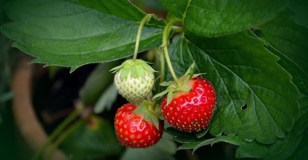 À l’automne, il est temps de planter des fraisiers pour profiter de bons fruits au printemps suivant. © congerdesign, Pixabay, CC0 Creative Commons