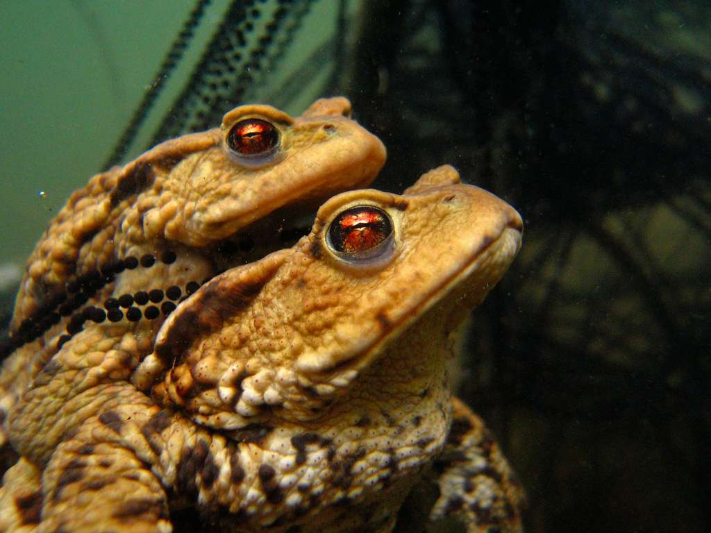 Les yeux de braise d'un couple de crapauds Les yeux de braise d'un couple de crapauds