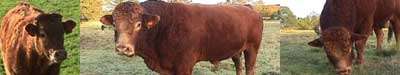 Le Herd-Book Limousin est le livre généalogique de la vache limousine. © Millevaches, CC by-sa 2.0 Le Herd-Book Limousin est le livre généalogique de la vache limousine. © Millevaches, CC by-sa 2.0