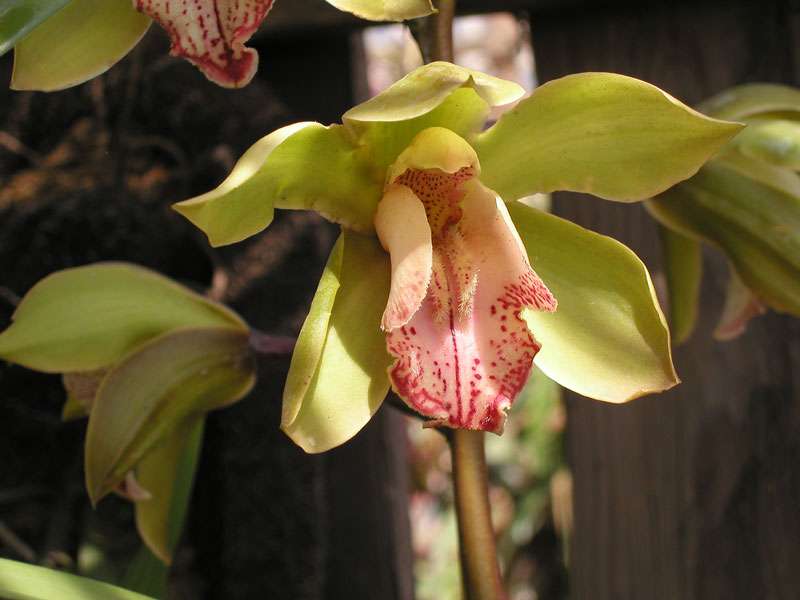 Orchidée Orchidée