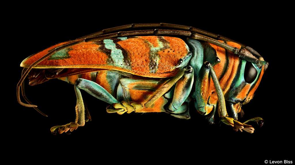 Sternotomis sp., un magnifique scarabée à longues cornes