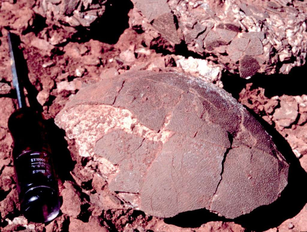 Un œuf de titanosaure fossilisé en bon état. Une subtilité isotopique dans sa composition permet de déterminer la température du corps de la femelle qui l'a pondu. © Gerald Grellet-Tinner