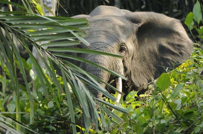 Lorsque l'éléphant a peur, il dresse ses oreilles, comme le fait sur cette image un éléphant de forêt en Afrique. © dsg-photo.com, Wikipédia, CC by-sa 3.0