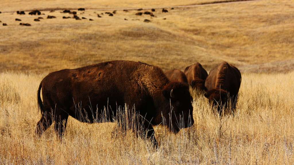 Le parc national de Wind Cave et ses troupeaux de bisons Le parc national de Wind Cave et ses troupeaux de bisons