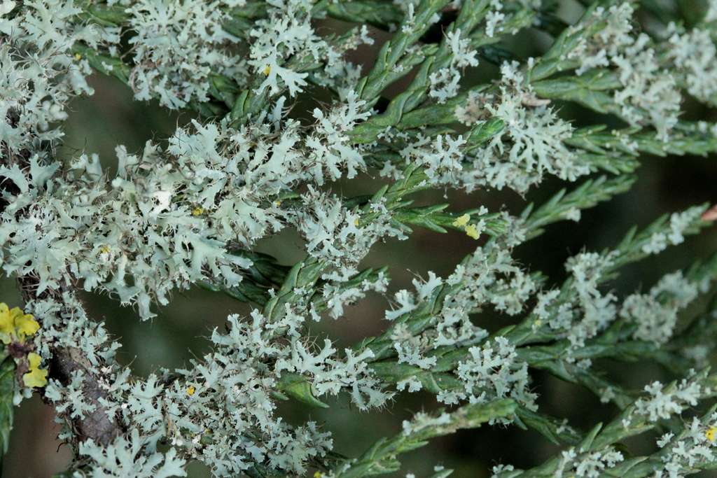 Physcia adscendens Physcia adscendens