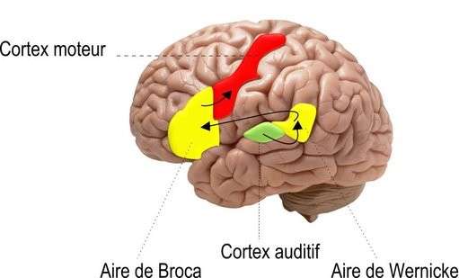 L'aire de Broca et l'aire de Wernicke localisées sur le cerveau. © Extrait de Journal of Anatomy, 2000