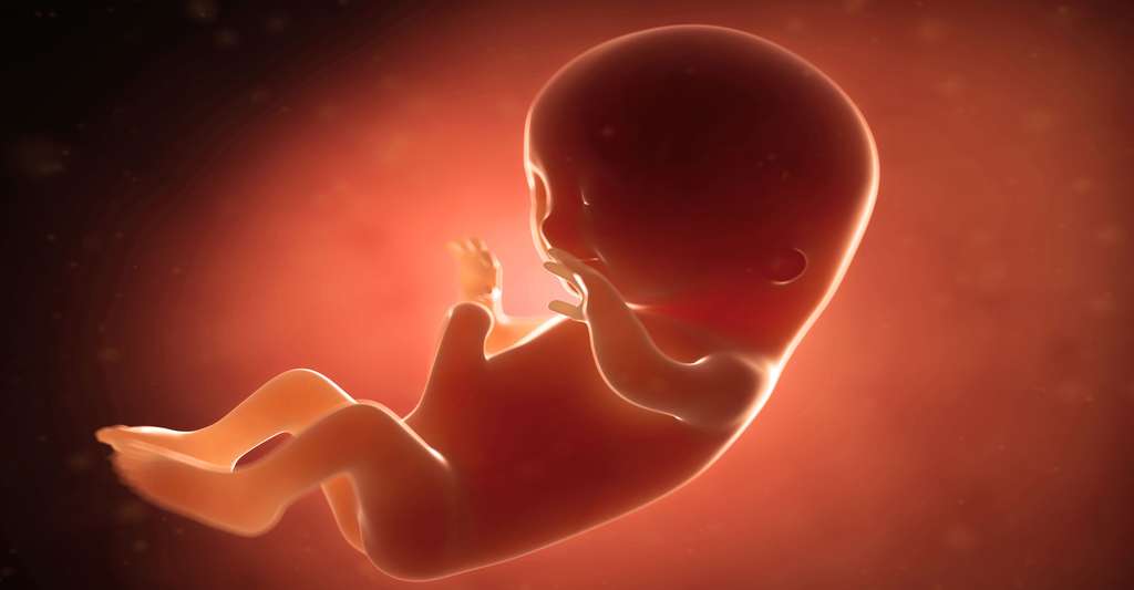 Le fœtus au troisième mois de grossesse. © Sebastian Kaulitzki, Shutterstock