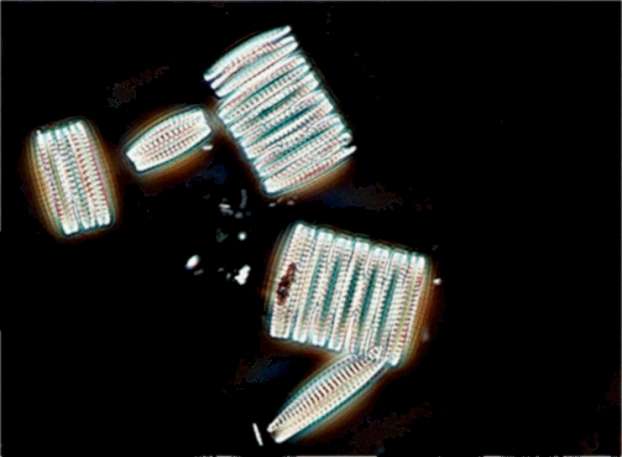 Les diatomées sont des microalgues unicellulaires planctoniques, les seules à posséder une enveloppe externe siliceuse. Il en existerait plus de 100.000 espèces dans nos océans. © Lemar, IUEM