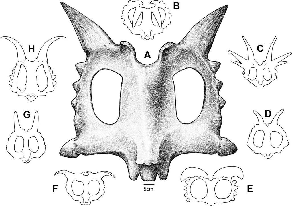 Reconstitution des os pariétaux de centrosaurinés chez Xenoceratops foremostensis (A), Centrosaurus apertus (B), Styracosaurus albertensis (C), Achelousaurus horneri (D), Albertaceratops nesmoi (E), Pachyrhinosaurus lakustai (F), Einiosaurus procurvicornus (G) et Diabloceratops eatoni (H). Les deux longues cornes situées sur la collerette du Xenoceratops sont bien visibles. © Michael Ryan et al., 2012, Canadian Journal of Earth Sciences