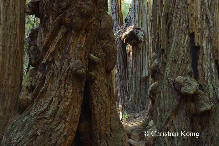 Protubérances de séquoia. © Christian König - Tous droits réservés