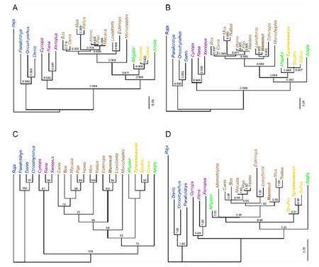 Figuer 4. Les arbres phylogénétiques possibles construits à partir des séquencages de collagène de différentes espèces. (Cliquez pour agrandir.) Dans les arbres B, C et D, on remarque les positions envisageables de Tyrannosaurus par rapport aux crocodiliens (Alligator sur le schéma), les autruches (Struthio) et les gallinacées (Gallus). Crédit : Science