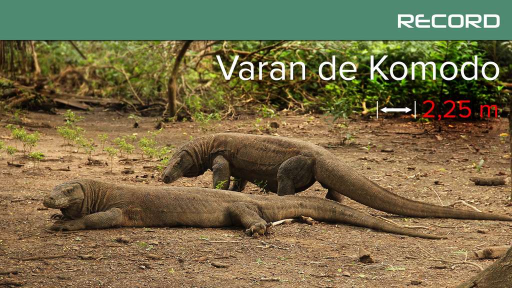 Le varan de Komodo, le roi des lézards Le varan de Komodo, le roi des lézards
