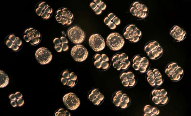 Embryons d'oursin : les oursins mâles et femelles relâchent d’énormes quantités de gamètes. Les œufs se fécondent en pleine eau et les embryons se divisent toutes les heures pour former, deux puis quatre, puis huit cellules et jusqu'à devenir des boules de cellules appelées blastula. © C. Sardet/CNRS