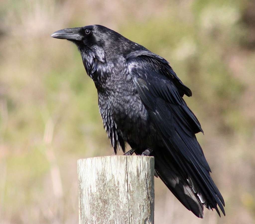 Le grand corbeau. © David Hofmann, Wikipedia, cc by nc 2.0