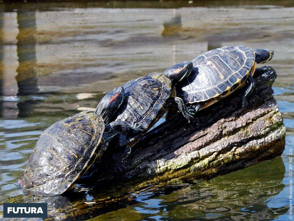 Tortues de Floride - Trachemys scripta elegans Tortues de Floride - Trachemys scripta elegans