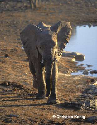 Éléphant arrivant à un point d'eau, Namibie.