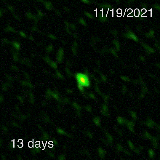 En injectant des torrents d'énergie dans le milieu interstellaire autour de lui, le sursaut gamma de courte durée GRB 21106A a produit une source lumineuse rémanente dont cette image a été capturée plus d'une semaine après l'occurrence du sursaut avec Alma. La lumière millimétrique, vue ici, indique l'emplacement de l'événement dans une galaxie hôte distante dans des images capturées à l'aide du télescope spatial Hubble. L'évolution de la luminosité de la lumière millimétrique renseigne sur l'énergie et la géométrie des jets produits lors de l'explosion. © Alma (ESO/NAOJ/NRAO), T. Laskar (Utah), S. Dagnello (NRAO/AUI/NSF) 