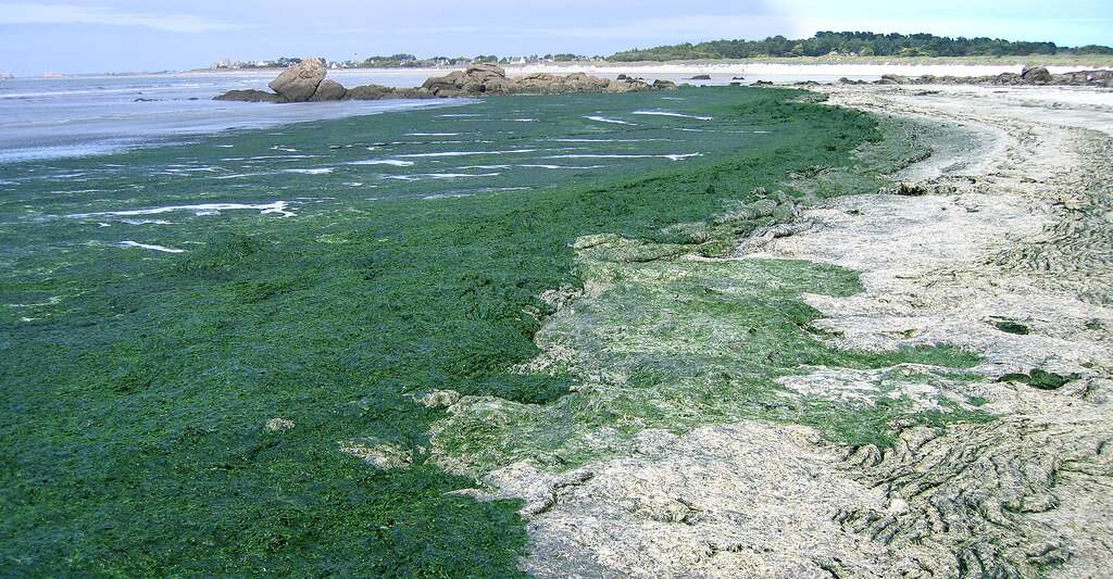 Des algues Ulva Armoricana lors d'une marée verte dans le nord du Finistère. © Thesupermat, Wikimedia Commons, DP