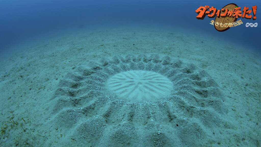 En Image Les Crop Circles Du Poisson Globe