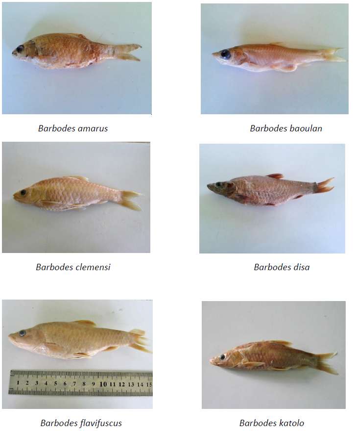 L’ensemble des 15 espèces de poissons d’eau douce endémiques du Lac Lanao et de son déversoir, aux Philippines, sont aujourd’hui éteintes. © Armi G. Torres