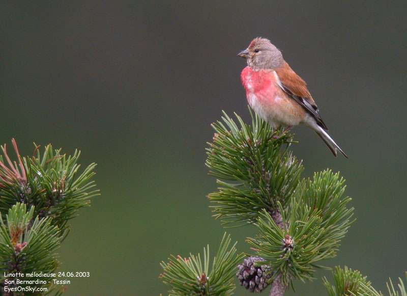 Linotte mélodieuse Linotte mélodieuse