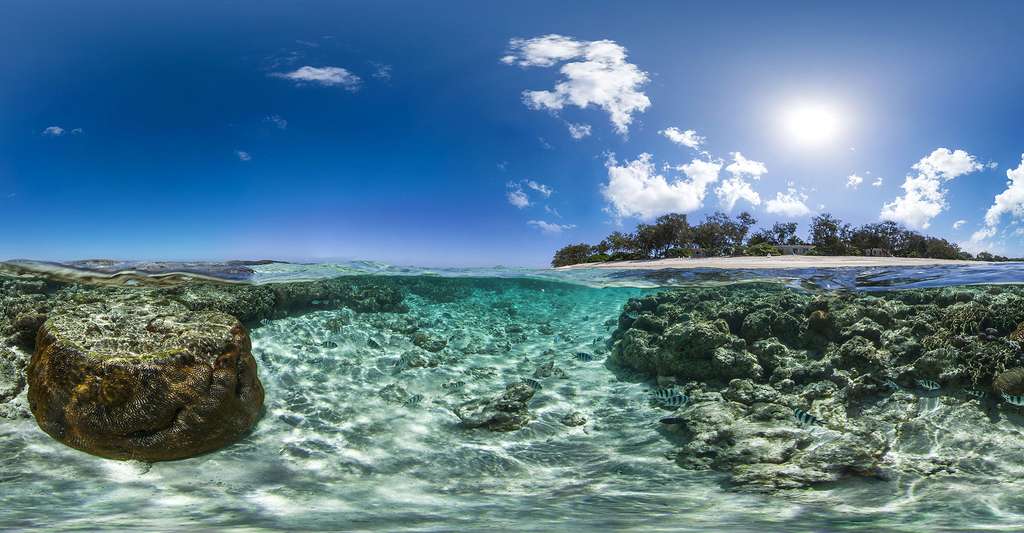 Coraux près de Lady Elliot Island. © Underwater Earth / Catlin Seaview Survey, CC BY-SA 3.0