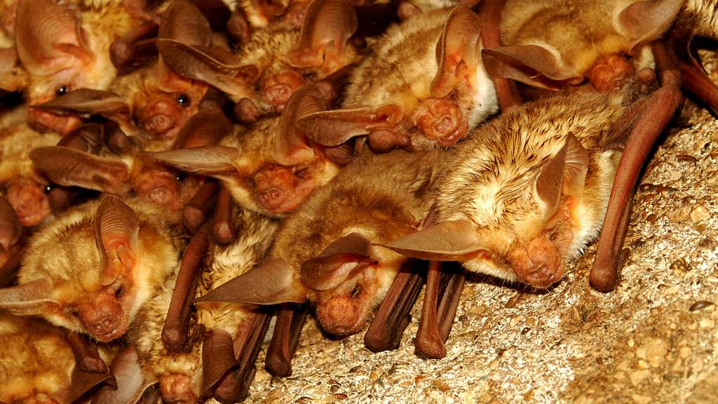 Une chauve-souris à l’instinct grégaire Une chauve-souris à l’instinct grégaire