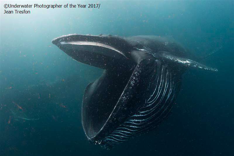 Photo Baleine A Bosse Ouvrant La Bouche Pour Manger Du Krill