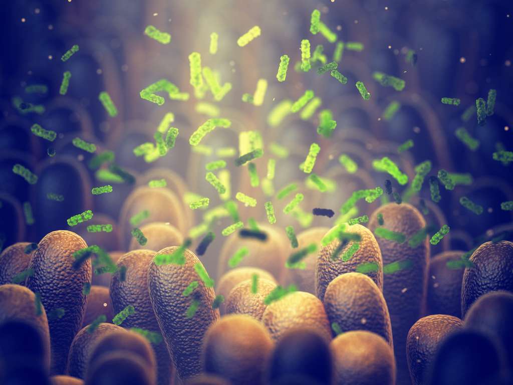 Le microbiote intestinal est essentiellement composé de bactéries mais aussi des virus et de champignons. Son rôle dans l'apparition des maladies intéressent de plus en plus les médecins. © nobeastsofierce, Adobe Stock