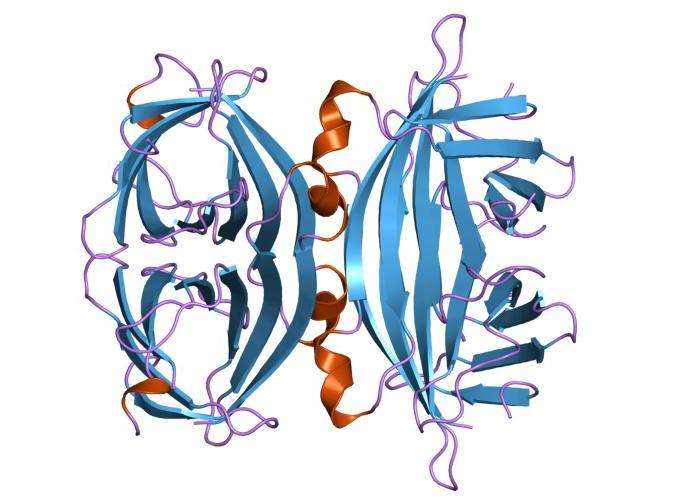 La protéine d’avidine. © European Bioinformatics Institute