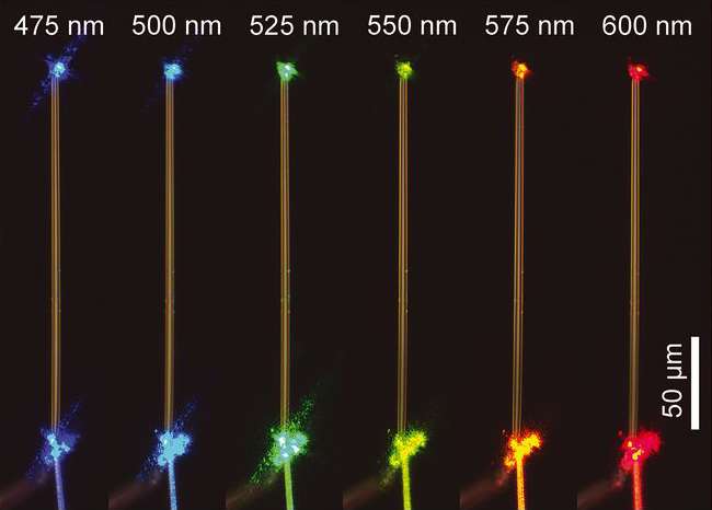 La fibre de glace (ici un morceau de quatre micromètres de diamètre et 200 micromètres de long) transmet parfaitement la lumière à toutes les longueurs d’onde. © Peizhen Xu et al, Science, 2021