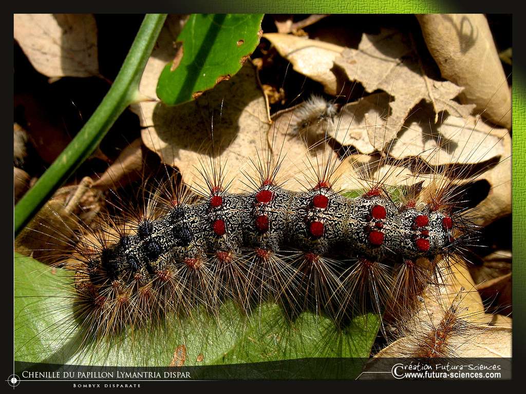 Chenille du Lymantria Dispar Chenille du Lymantria Dispar