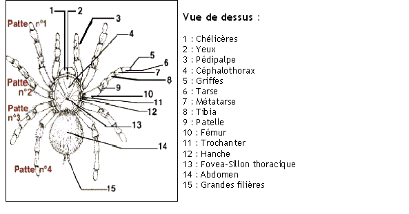 Dessins de Malik, extrait du « Guide des mygales » (Pierre Turbang, éd. Delachaux et Niestlé 1998)